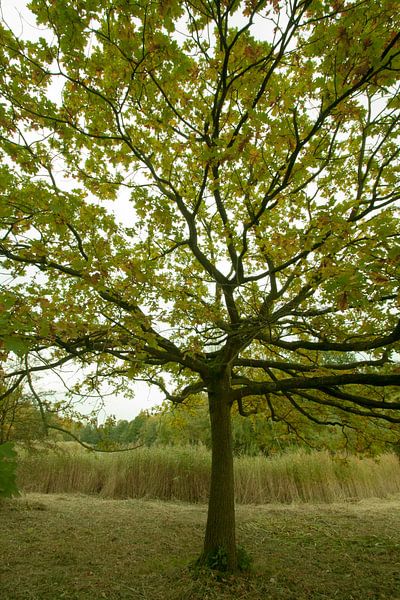 arbre aux sources par peter lissens