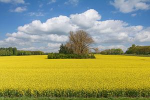 Frühling am Niederrhein