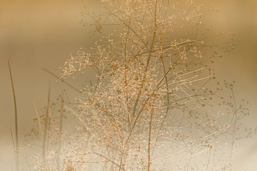 La simplicité dans la sérénité