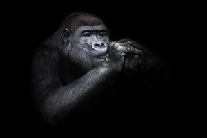 Schielender weiblicher Gorilla mit Händen an der Schnauze Nahaufnahme, lustig, als ob eine Zigarette von Michael Semenov