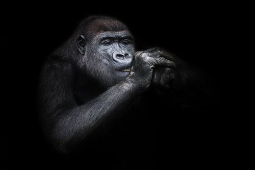 Knijpende vrouwelijke gorilla met handen aan de snuit close-up, grappig alsof het aansteken van een 
