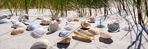 Muscheln