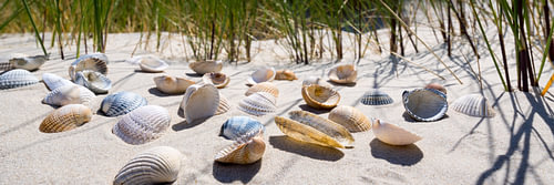 Mossel