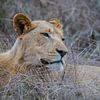 Un lion dans le parc national royal de Hlane - Swaziland sur Lizanne van Spanje