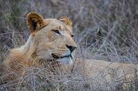 Een leeuw in het Hlane Royal National Park - Swaziland van Lizanne van Spanje thumbnail