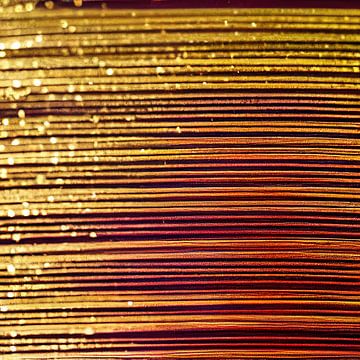 Macro Hiptage Bloem van Chromatic Fusion Studio