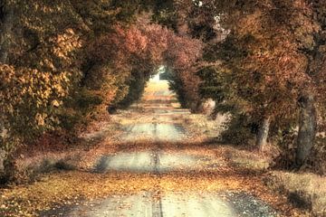 Autumn road Loftahammar 2024 van Marc Hollenberg