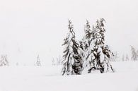 Besneeuwde Bomen in Noorwegen - 4 van Adelheid Smitt thumbnail