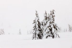 Schneebedeckte Bäume in Norwegen - 4