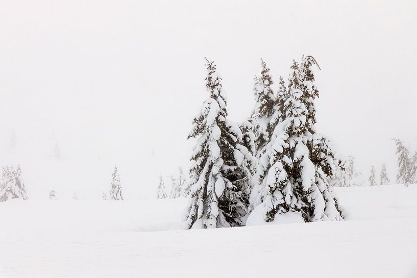 Besneeuwde Bomen in Noorwegen - 4 van Adelheid Smitt