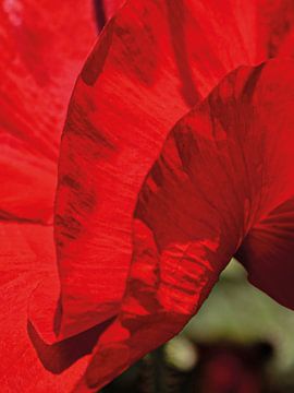 Flamenco Poppy 02 | Picture van Yvonne Warmerdam