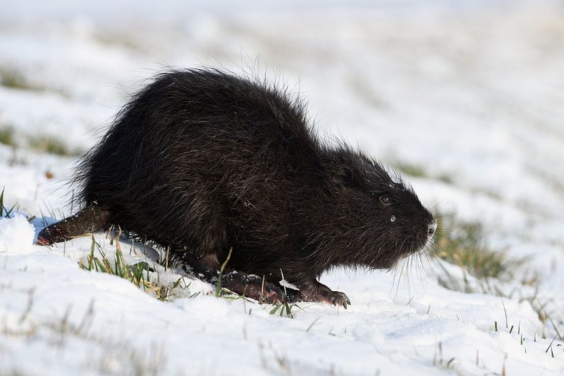 harte Zeiten... Nutria * Myocastor coypus * von wunderbare Erde
