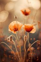 Poppy In Morning Sun