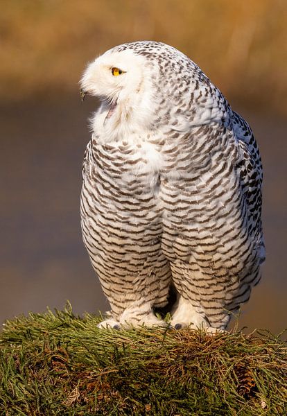 Snowy owl (Bubo scandiacus) by Gert Hilbink