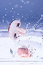 Paddenstoelen vallen in het water van Marc Heiligenstein thumbnail