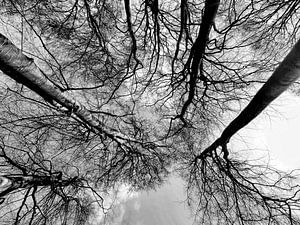 touch the sky