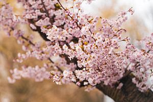 Blüte der japanischen Zierkirsche in Kassel