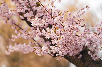 Blüte der japanischen Zierkirsche in Kassel