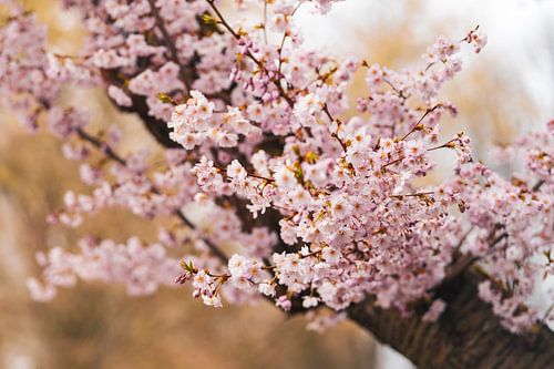 Bloesem van de Japanse sierkers in Kassel