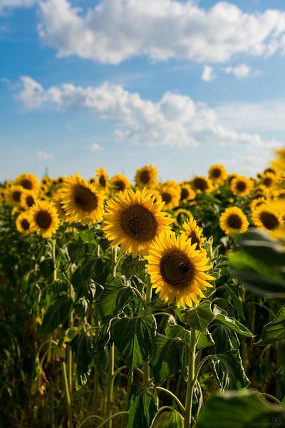 Sommertag von Jisca Kuijpers