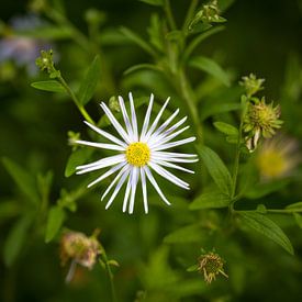 Witte aster van Martijn Joosse