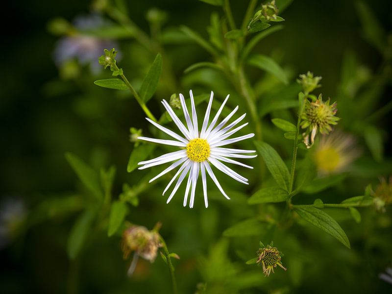 Weiße Aster von Martijn Joosse