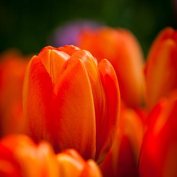 Tulp 1 van Arjan Benders