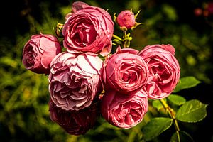Zarte Blüten Wildrose