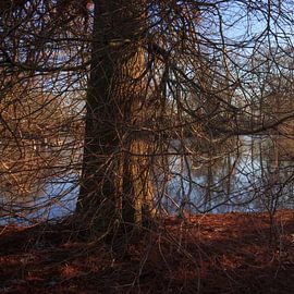 Stadtpark Groningen (Niederlande) von Marcel Kerdijk