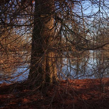 Stadtpark Groningen (Niederlande) von Marcel Kerdijk