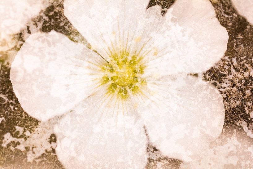 Vieille fleur blanche avec effet artistique par Lisette Rijkers