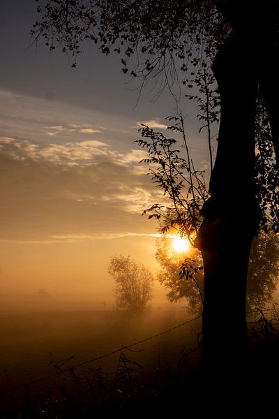 Sunrise van Trees Rommelaere