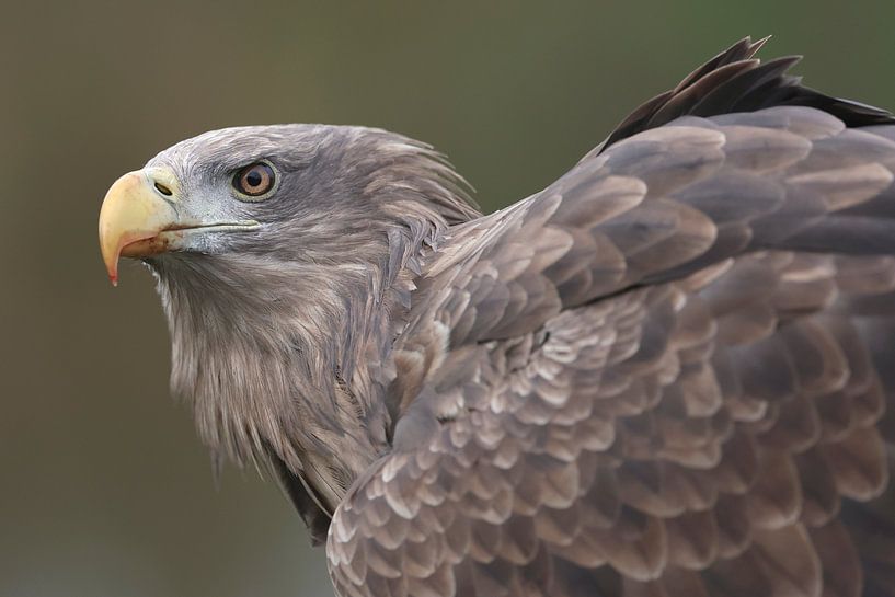 Europese Zeearend (Haliaeetus albicilla) van Ronald Pol