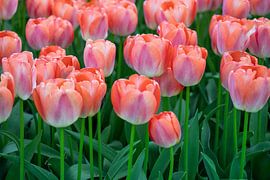 coral tulips by studio photoflash