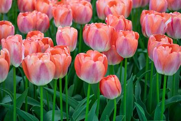 tulipes couleur corail sur marloes voogsgeerd