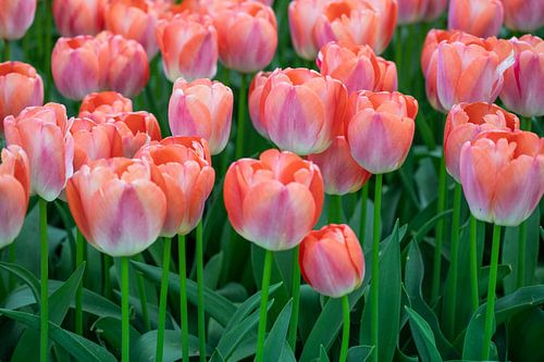 coral tulips