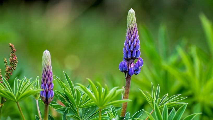Lupine by Henk bohmers