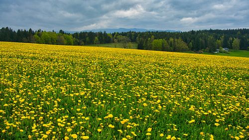 Bloemenweide in Freiamt in het Zwarte Woud
