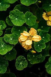 Cerise des Indes orientales sur Susan Lambeck