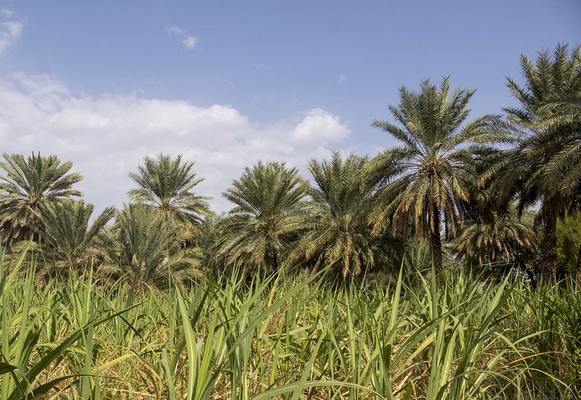 Green Oman by Lisette van Leeuwen