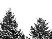 Zwei Baumwipfel mit schneebedeckten Spitzen von Jörg Hausmann Miniaturansicht