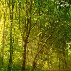 Dagdromen - Amsterdamse Bos van Koen Boelrijk Photography