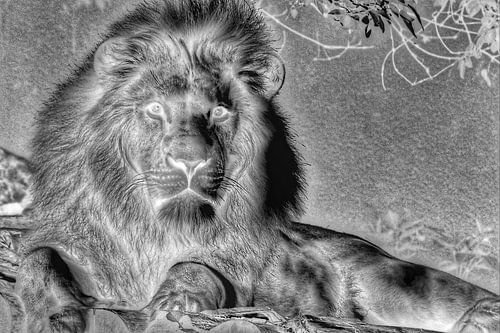 Lion Monochrome