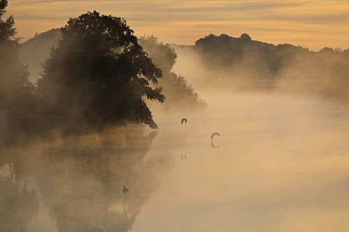 Grijze reiger vlucht