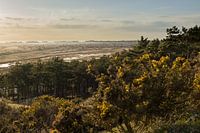 Terschelling 5