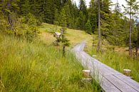 De wandelplanken van Johan Vanbockryck thumbnail