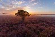 Dromerige zonsopkomst op de Hilversumse Zuiderheide van Michiel Dros thumbnail