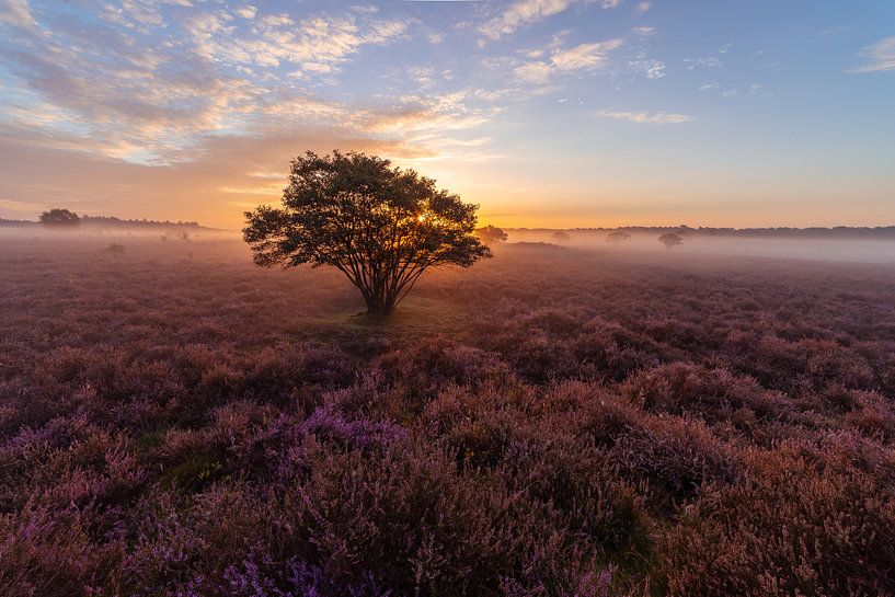 Dromerige zonsopkomst op de Hilversumse Zuiderheide van Michiel Dros