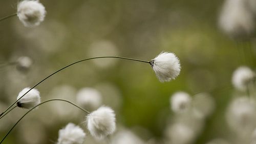 Schmalblättriges Wollgras in verträumte Atmosphäre