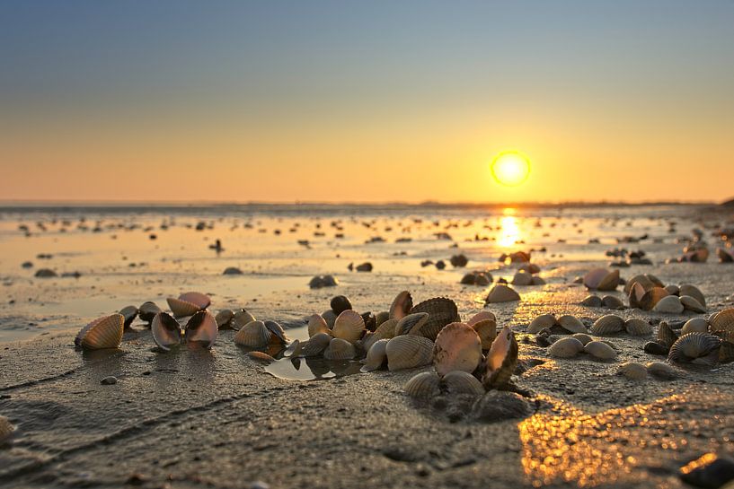 Herzmuscheln von Albert Wester Terschelling Photography